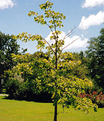 Aspen Tree
